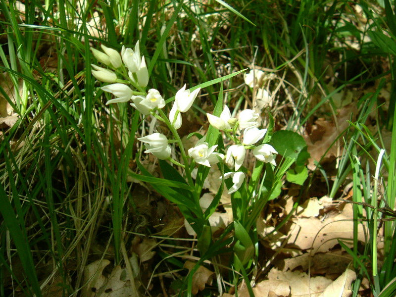 Cephalanthera longifolia